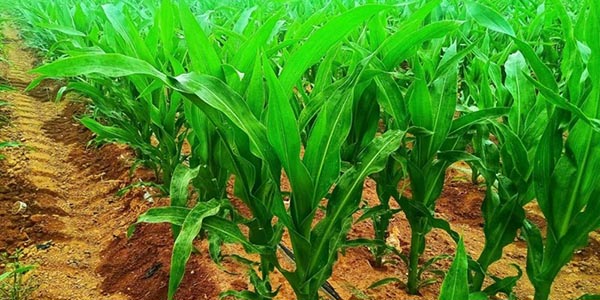  ?農業(yè)咨詢與設計